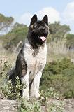 AKITA AMERICAIN 016